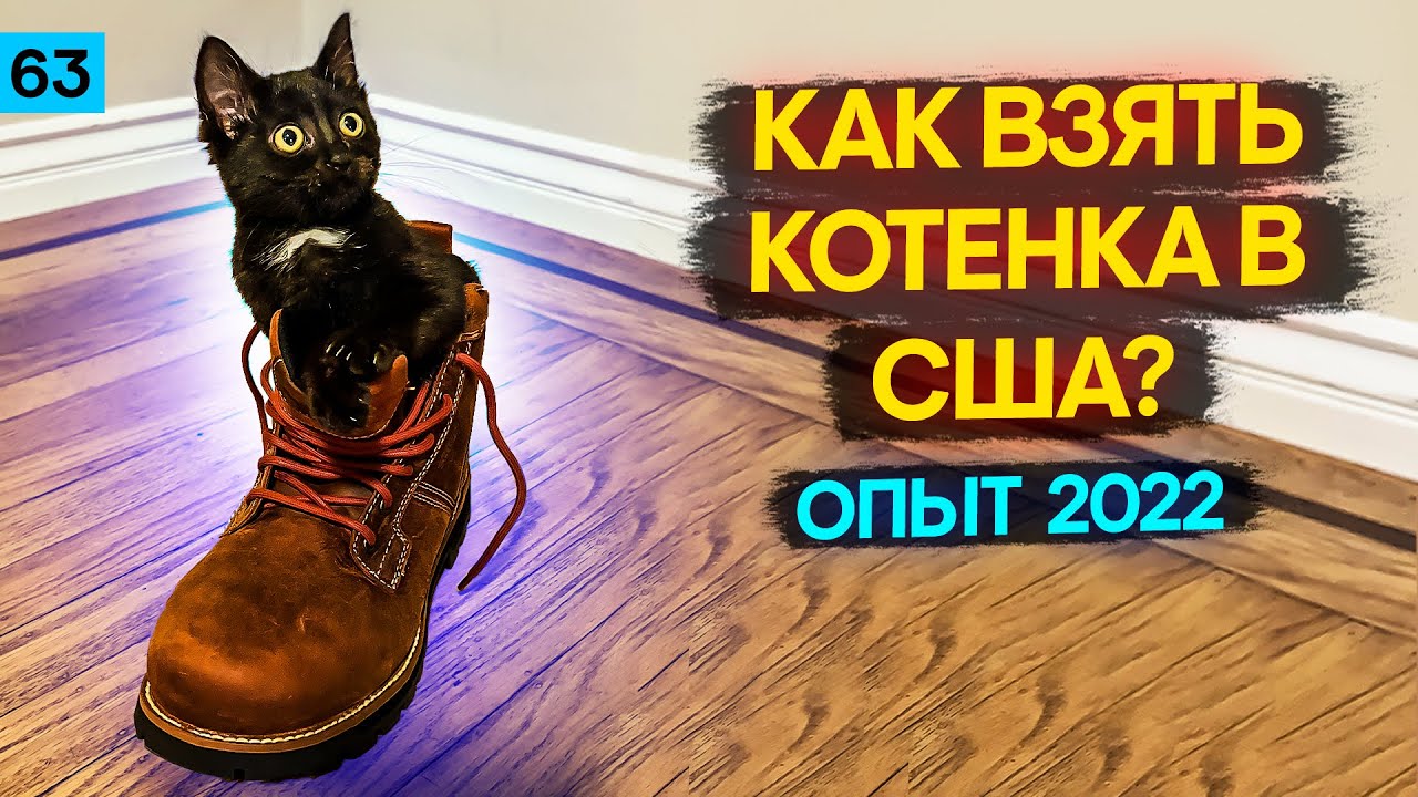 ЖИЗНЬ в США или КАК взять КОШКУ в США – КОШКА из ПРИЮТА в Америке