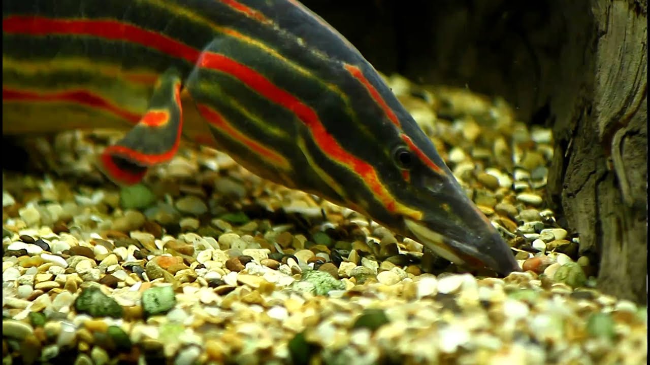 Fire eel
