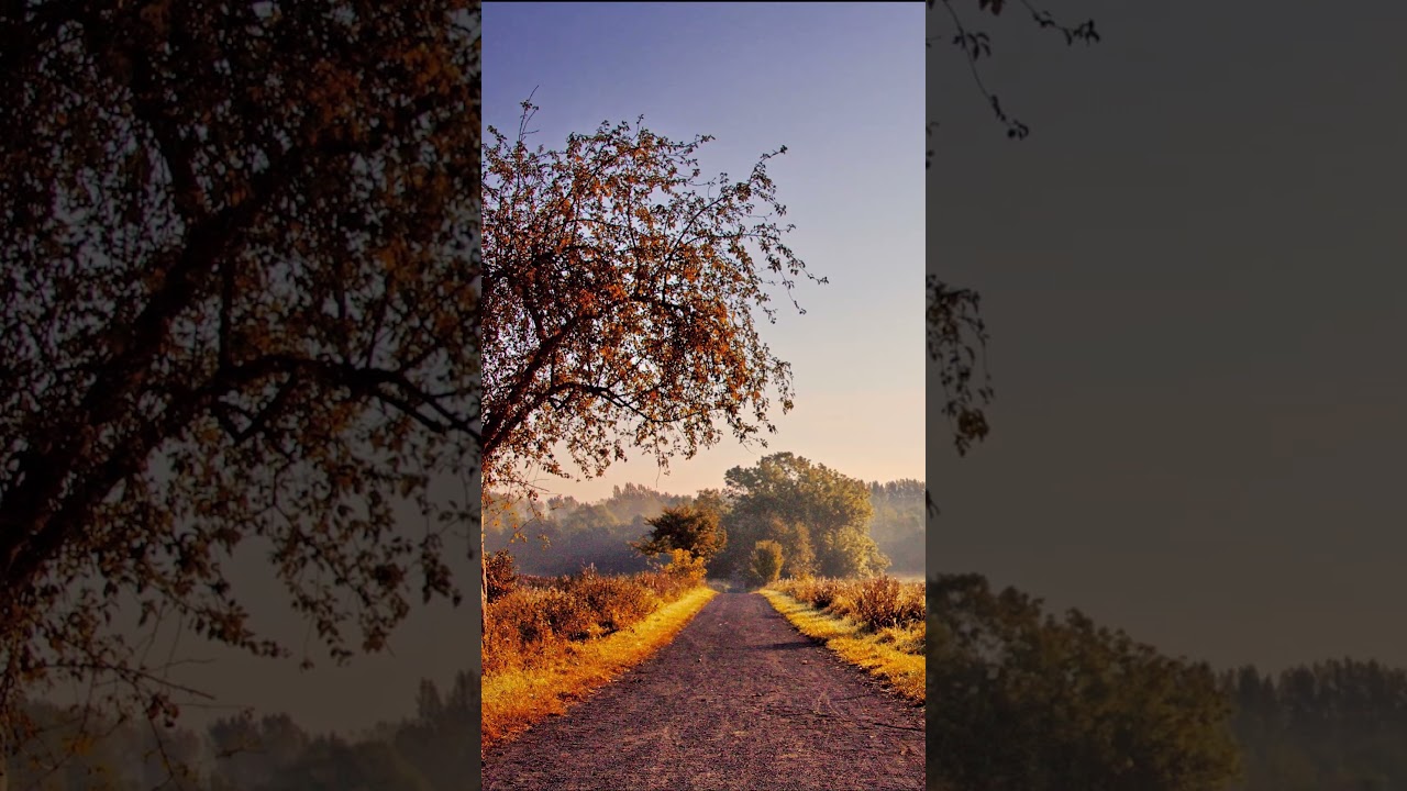 Relaxing Music | Stress Relief Music | Sleep Music | Meditation Music | Study | Calming | Flute 81