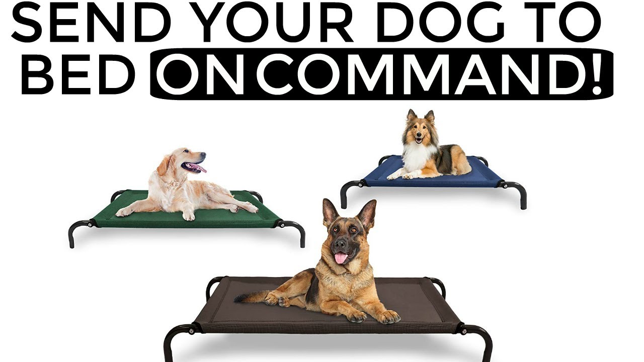 How to teach your dog to go to their bed ON COMMAND- The easiest dog training process