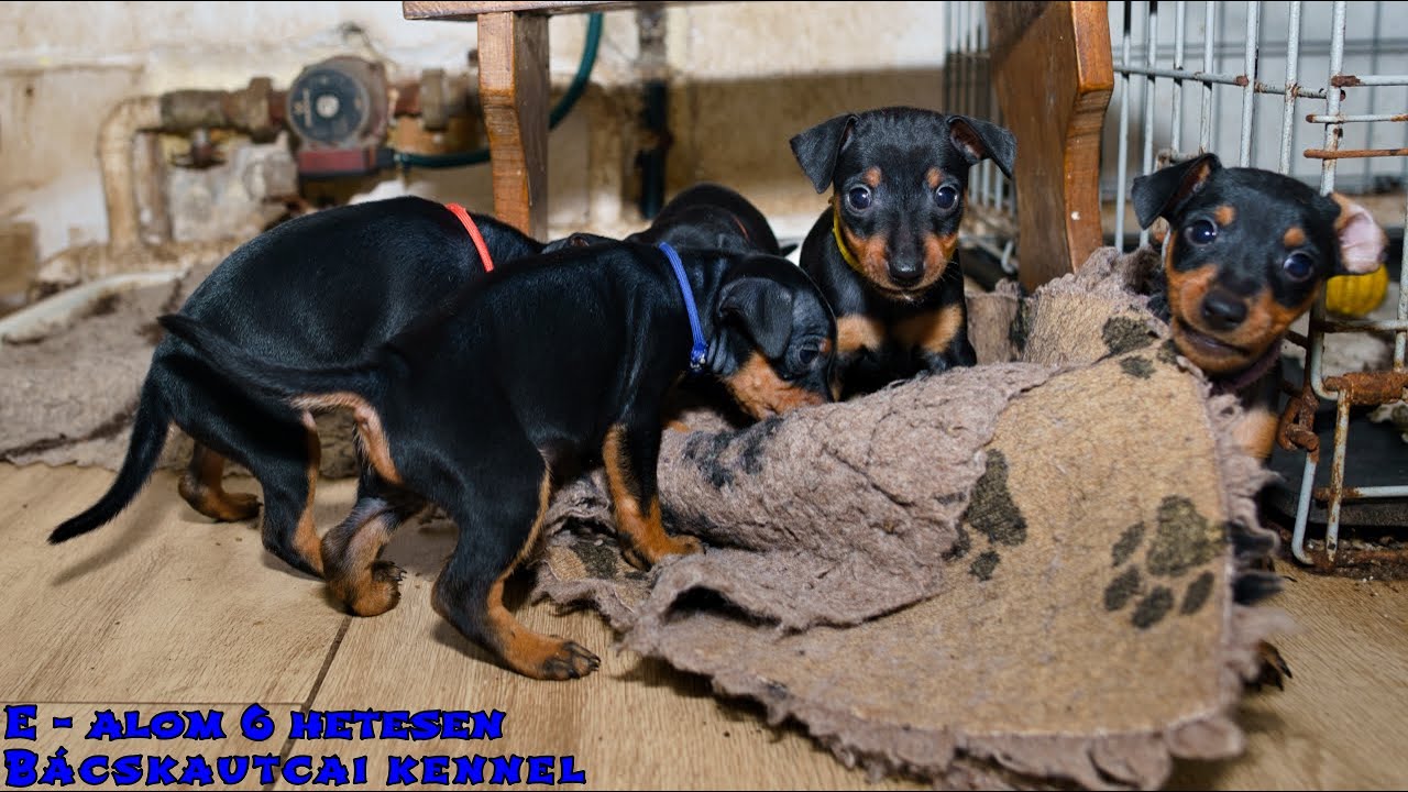 E  - alom törpe pinscher 6 hetesen