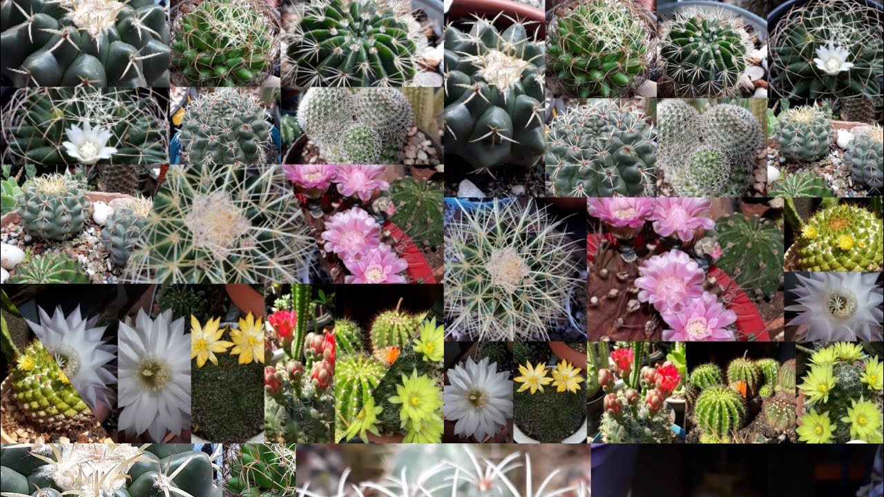 Cactos Globulares da Minha Coleção/ 