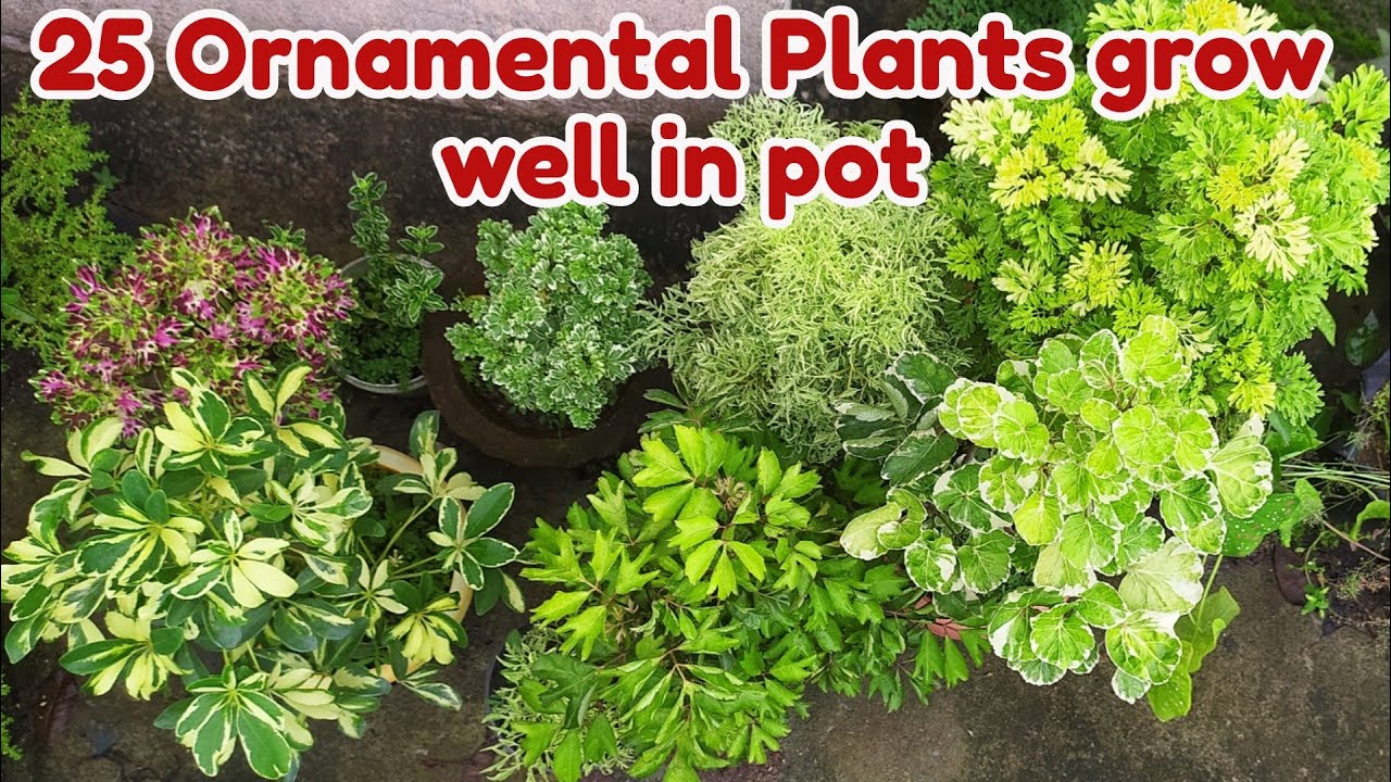 All season 25 Ornamental plants in India, Plant names with pictures
