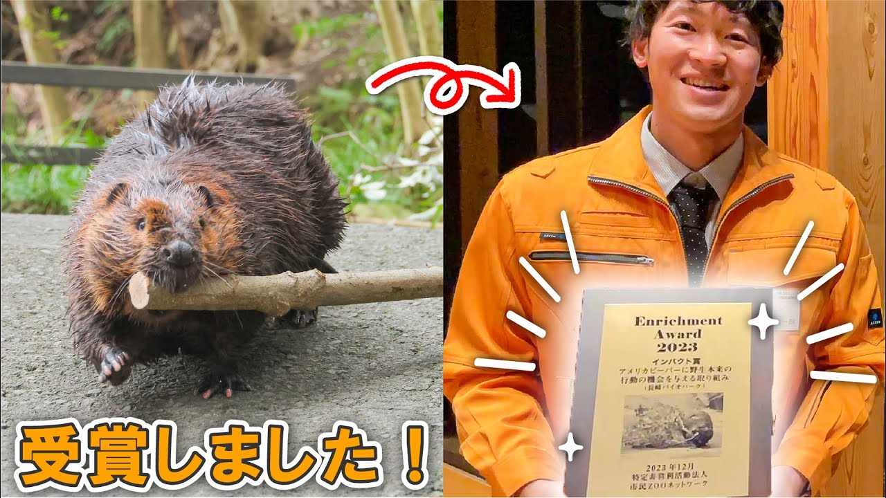 ビーバー展示の取り組みで表彰されました！【エンリッチメント大賞2023】