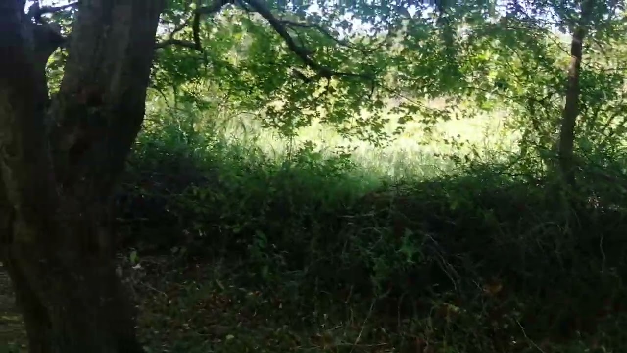 BALIKESİR HAVRAN KÜÇÜKDERE MAH ASFALT YOLA VE MAHALLEYE YAKIN SATILIK TARLA (DETAYLAR AÇIKLAMADA)