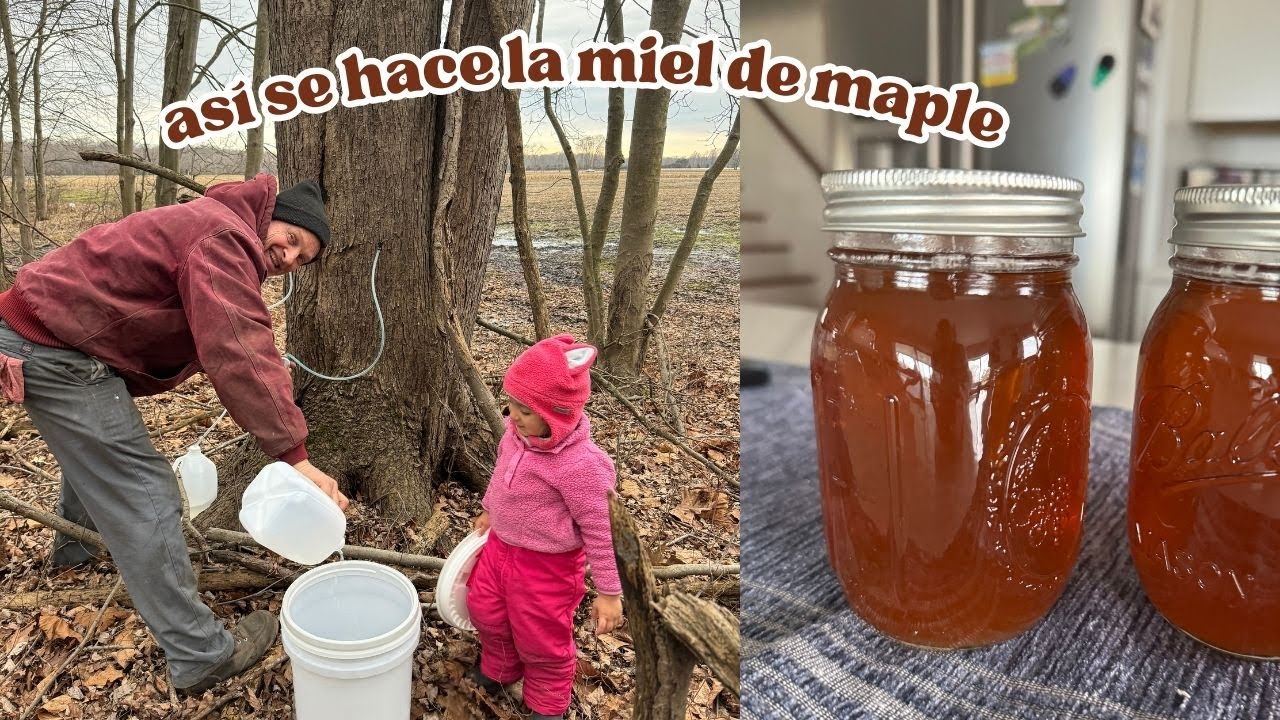 🍁🇺🇸 tradición con mi familia 🍁🇺🇸  COMO SE HACE LA MIEL DE MAPLE?