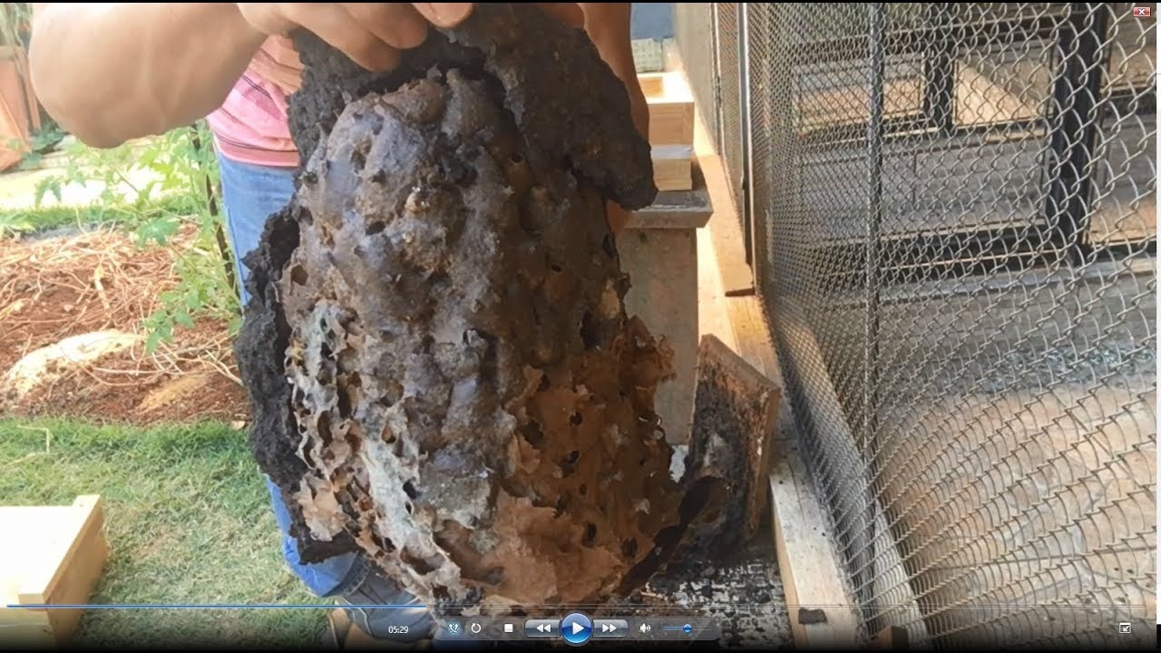 Transferência Uruçu Amarela - Melipona Rufiventris