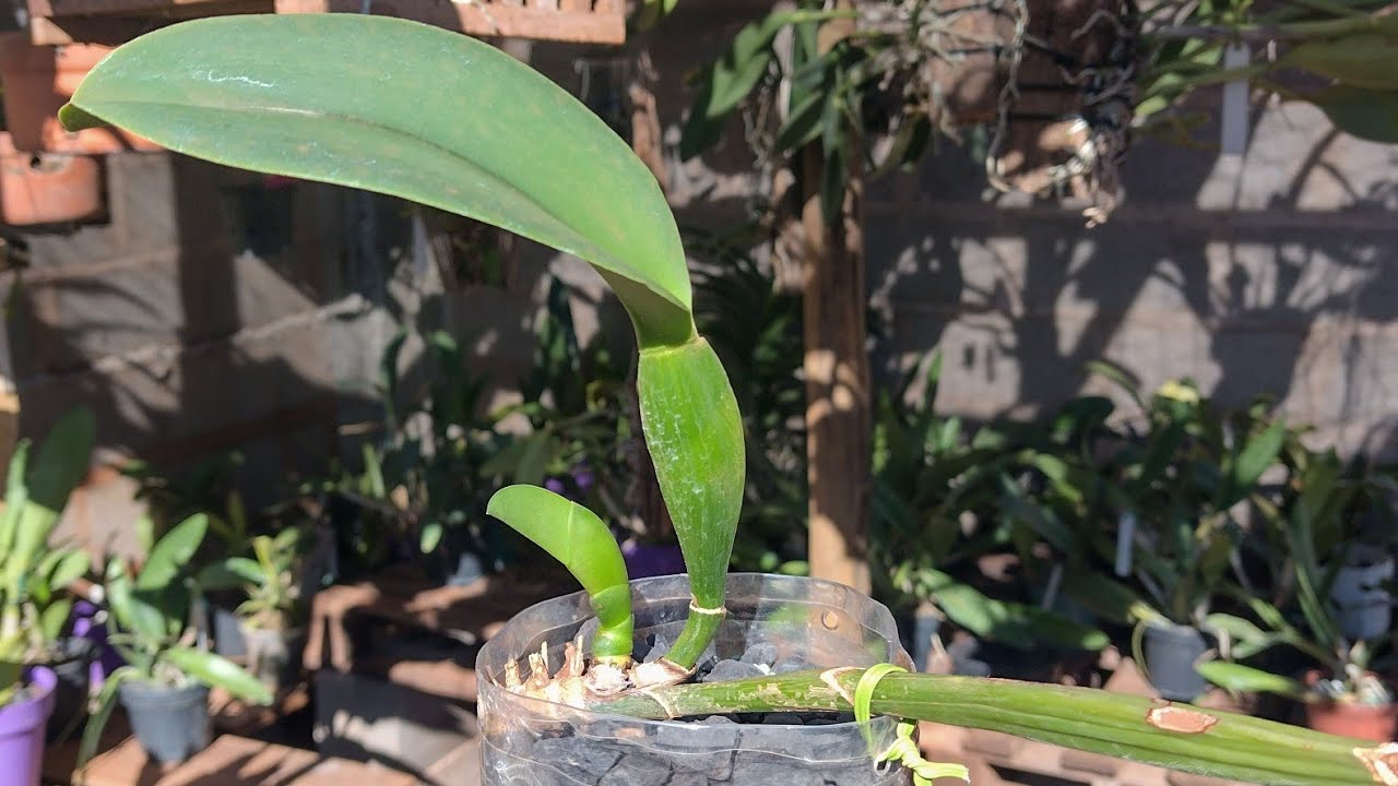 Como salvar uma orquídea na garrafa pet com pedra brita