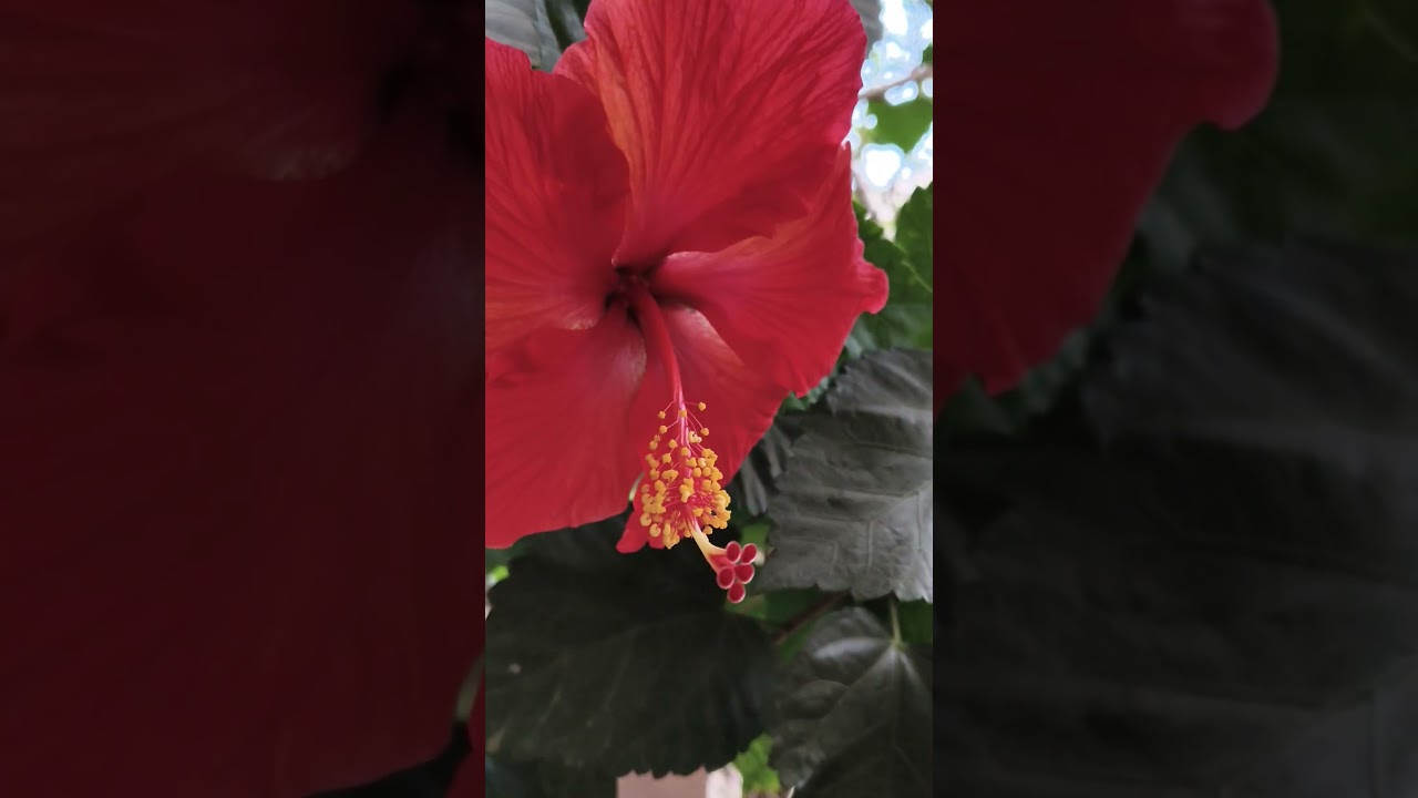 Padmadevis garden wonderful hybrid hibiscus flowers