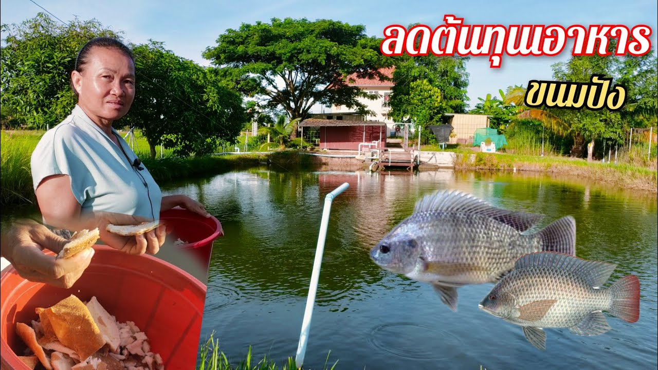 เลี้ยงปลานิลหมัน 1,500ตัว แนะนำลดต้นทุนอาหารให้ขนมปัง ขายได้ตลอดปีกำไรดีปีละ1แสนบาท