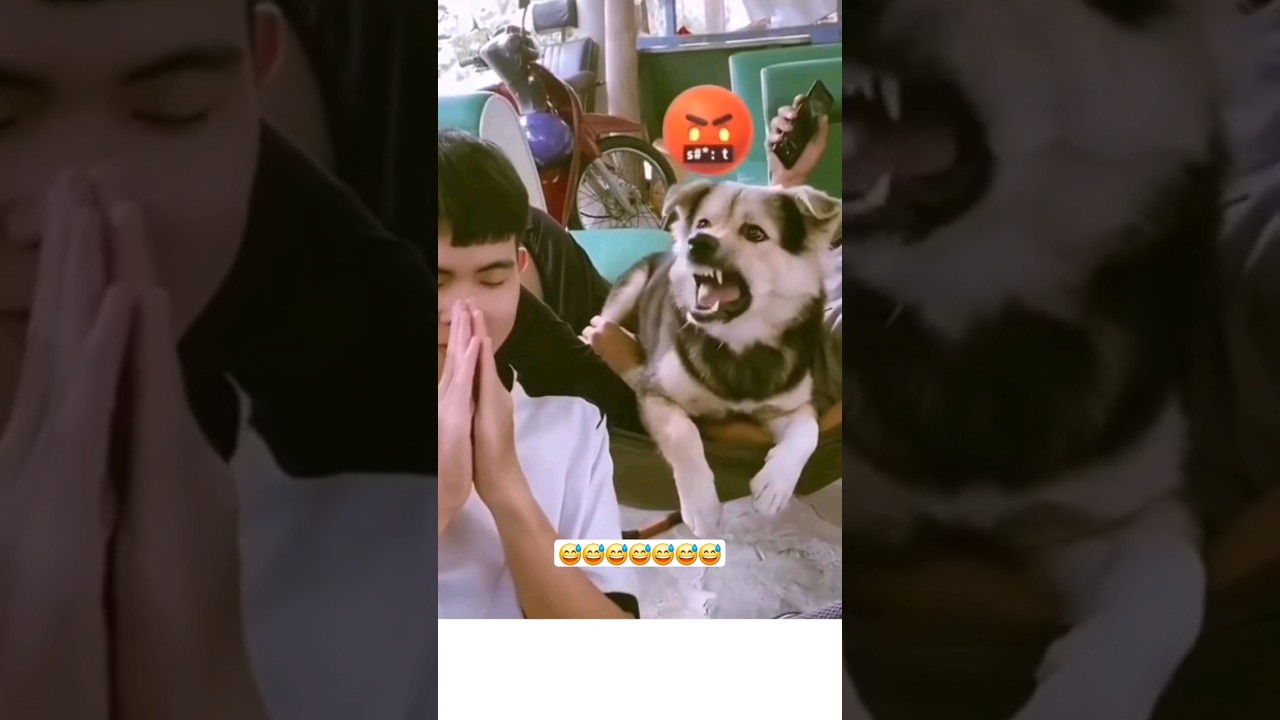 😅 Angry Dog