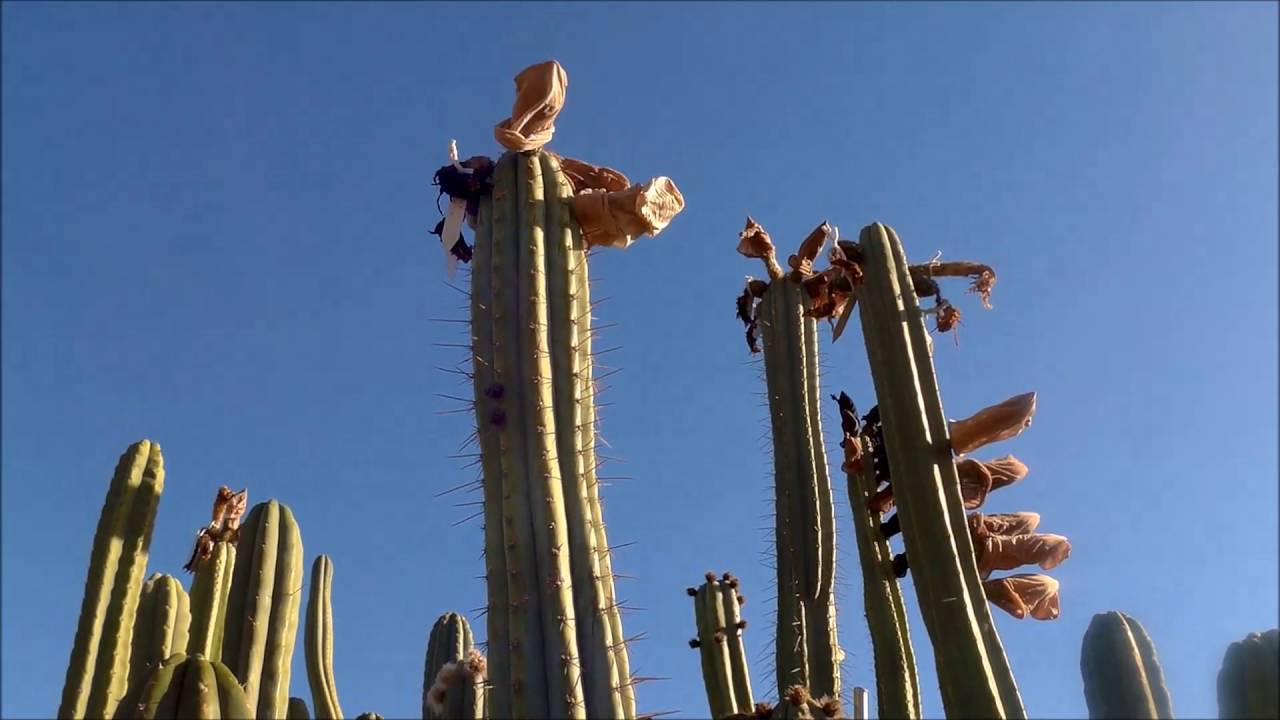 MisplantMagicalMysteryGardenTour