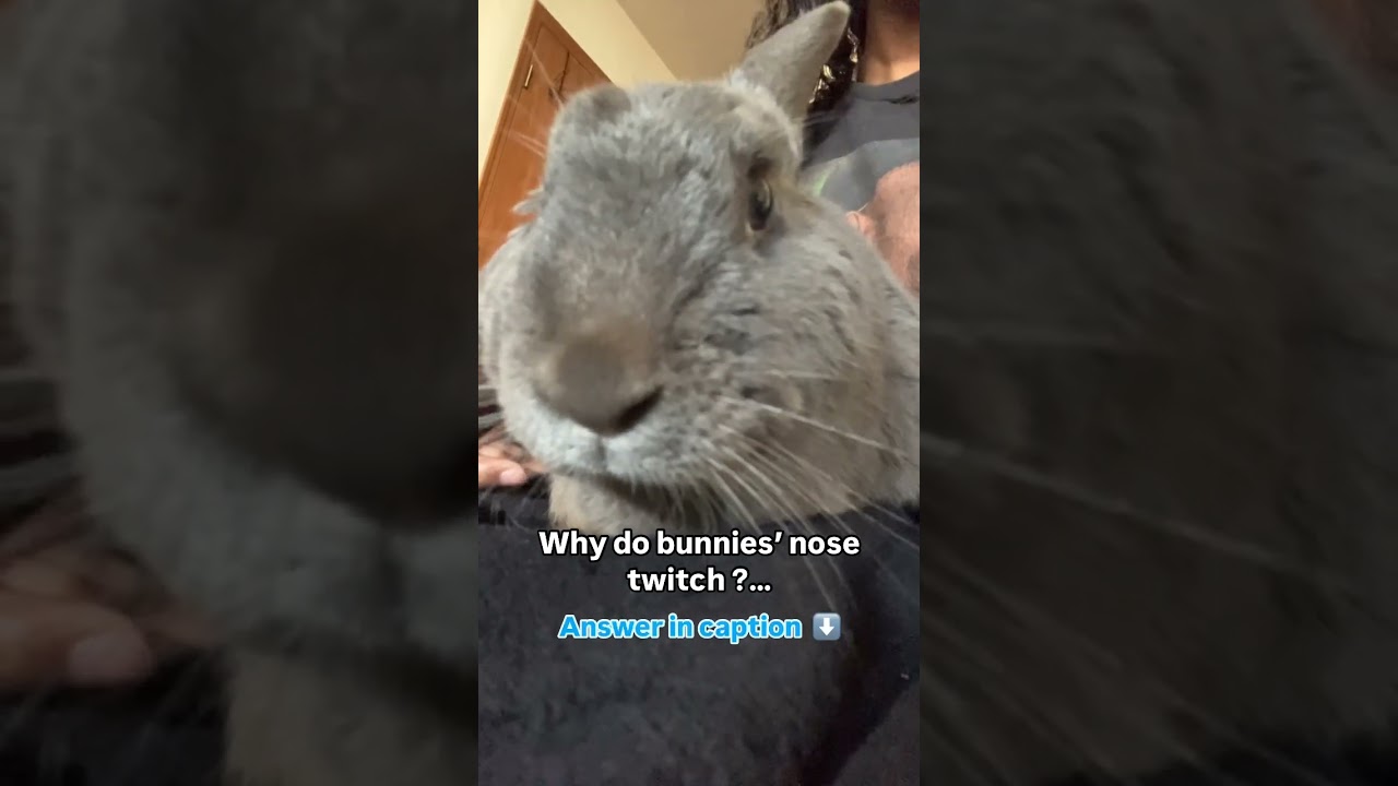 Why do bunny&rsquo;s noses twitch?! 🐰