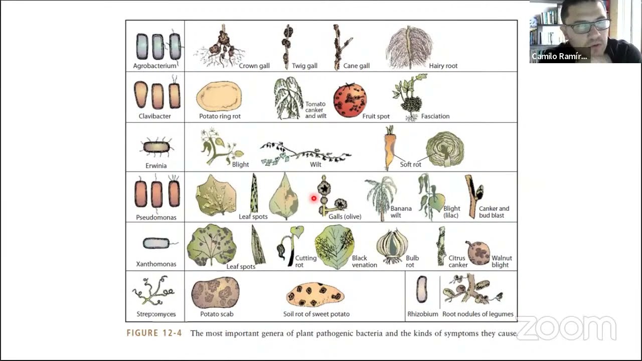 🌱Diagnóstico y control de enfermedades bacterianas en cultivos.
