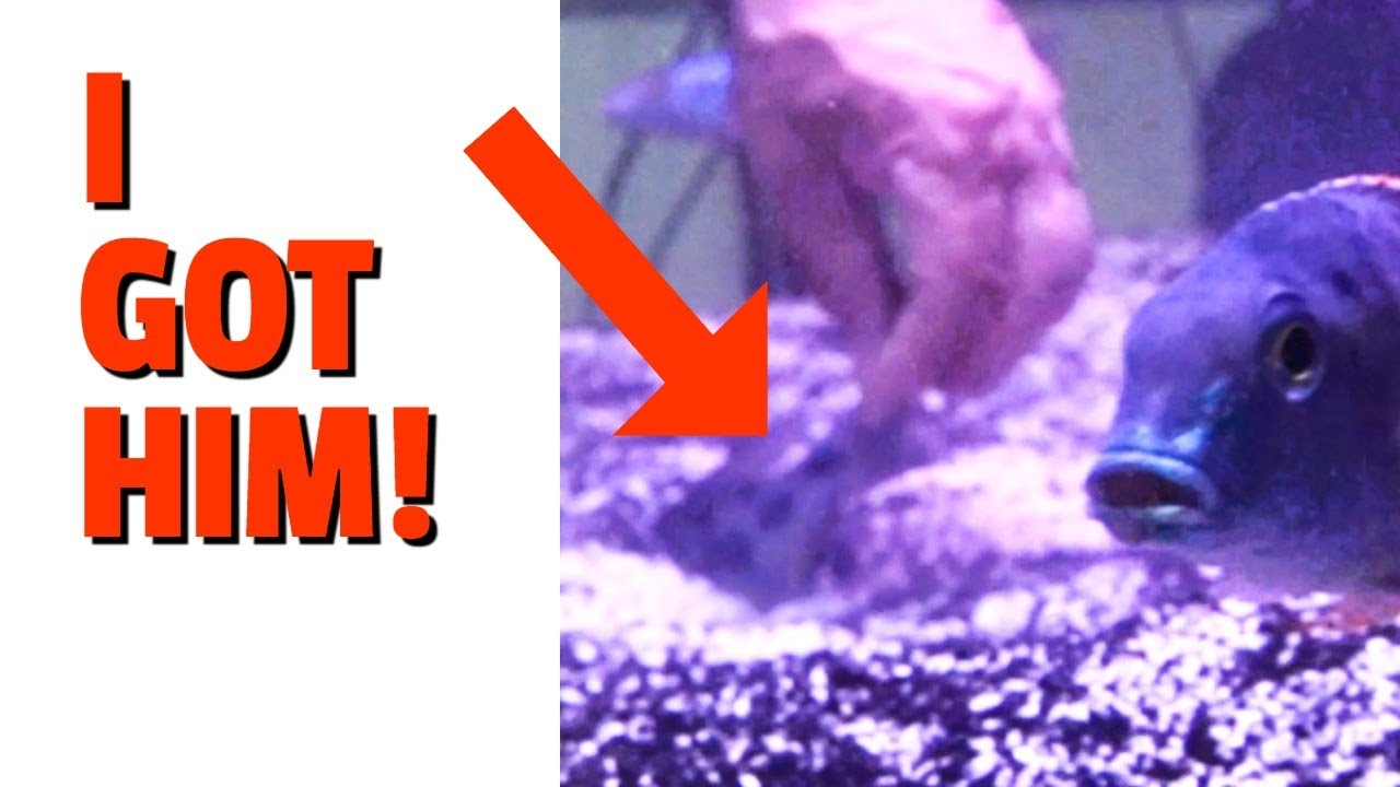 DISAPPEARING into the SAND! [This is WHY He's Called a 