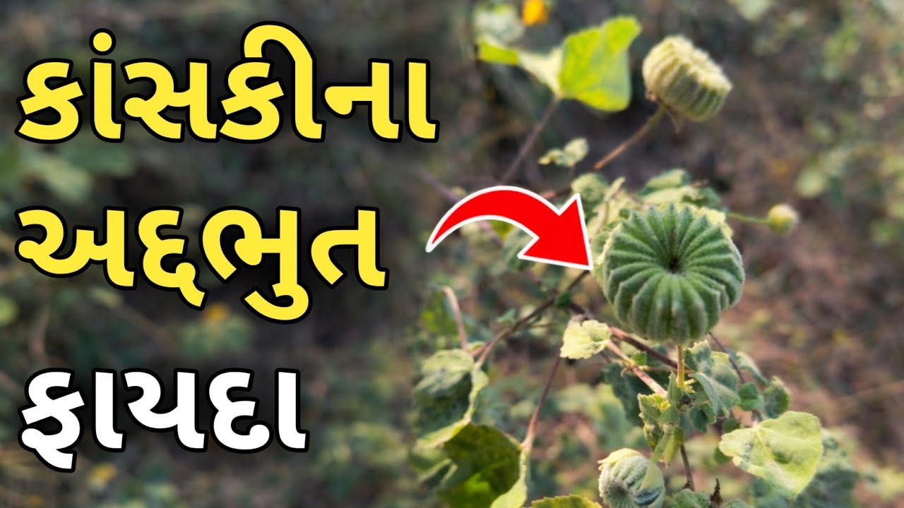 કાંસકીના અદ્દભુત ફાયદા | આ છોડને અવગણશો નહીં