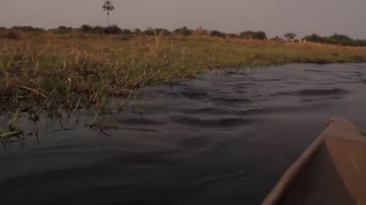 Crocodile attack