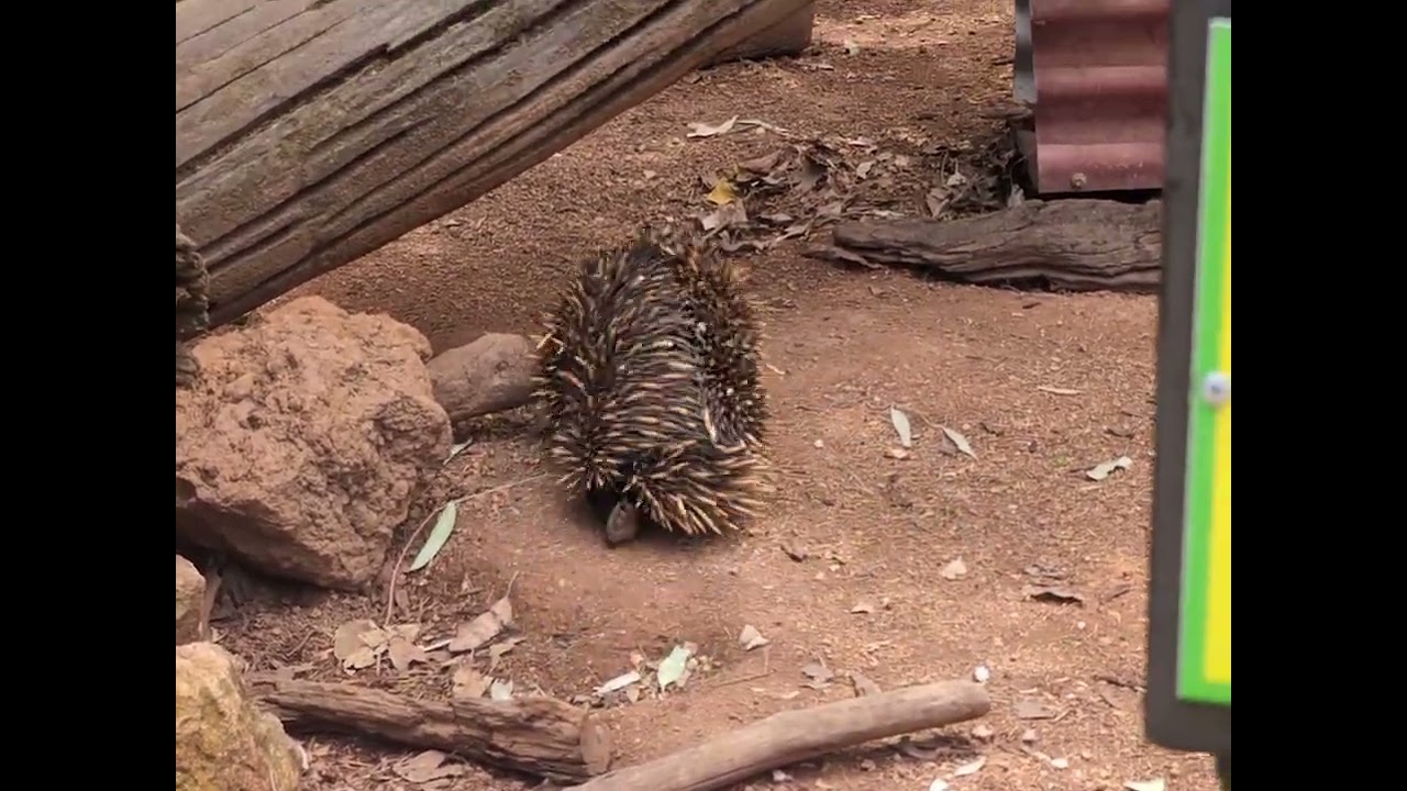 Echidna in Perth 