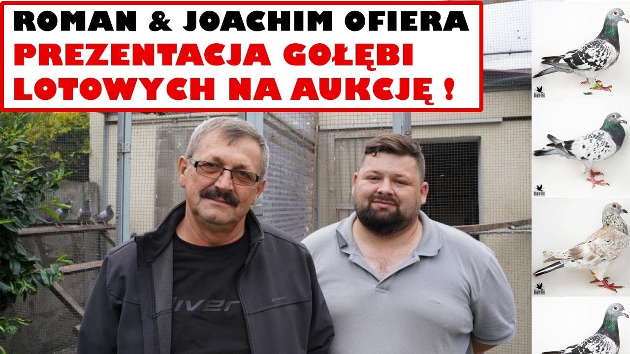 Roman & Joachim Ofiera - 0259 Moszna | Aukcja wszystkich lotników! 2 samice - 23/23k przez 2 sezony!