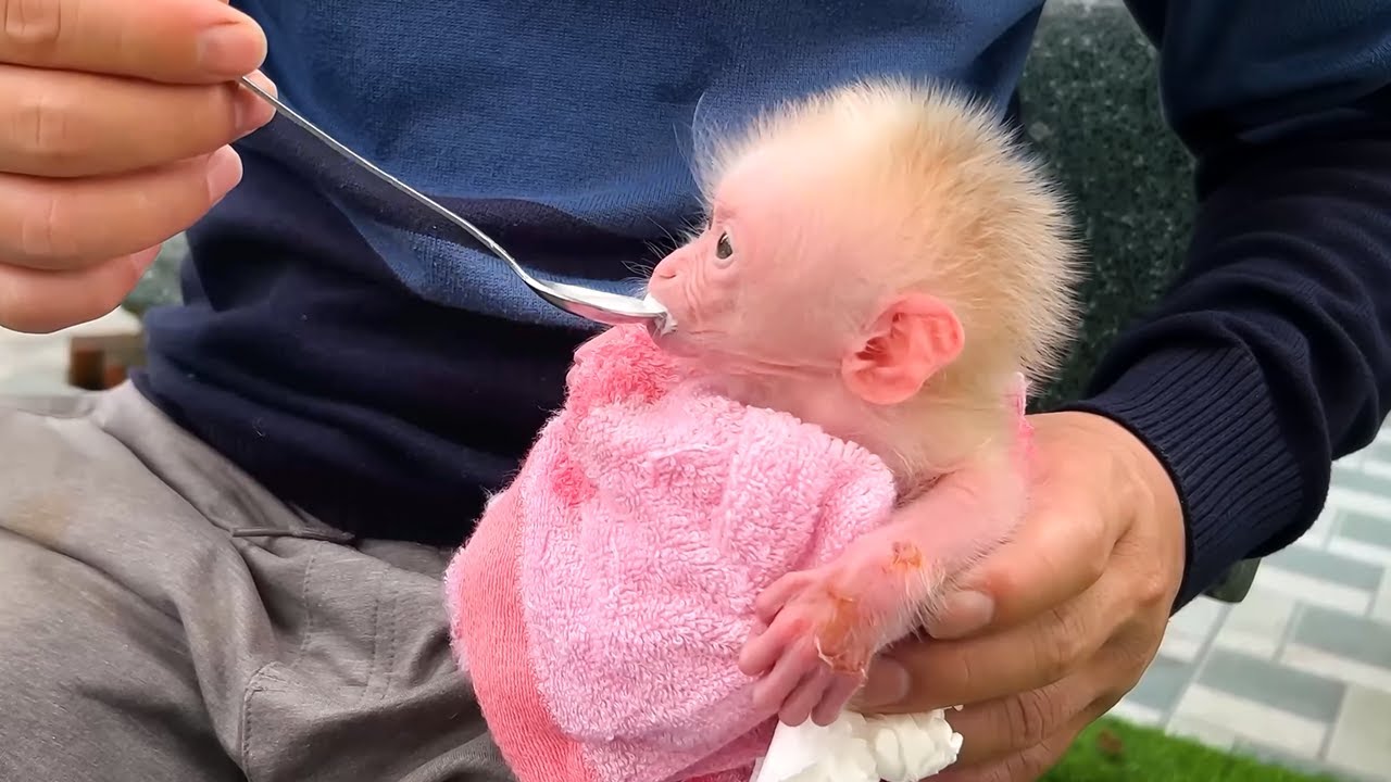 That's so sad! The baby monkey is very weak when Dad adopts it