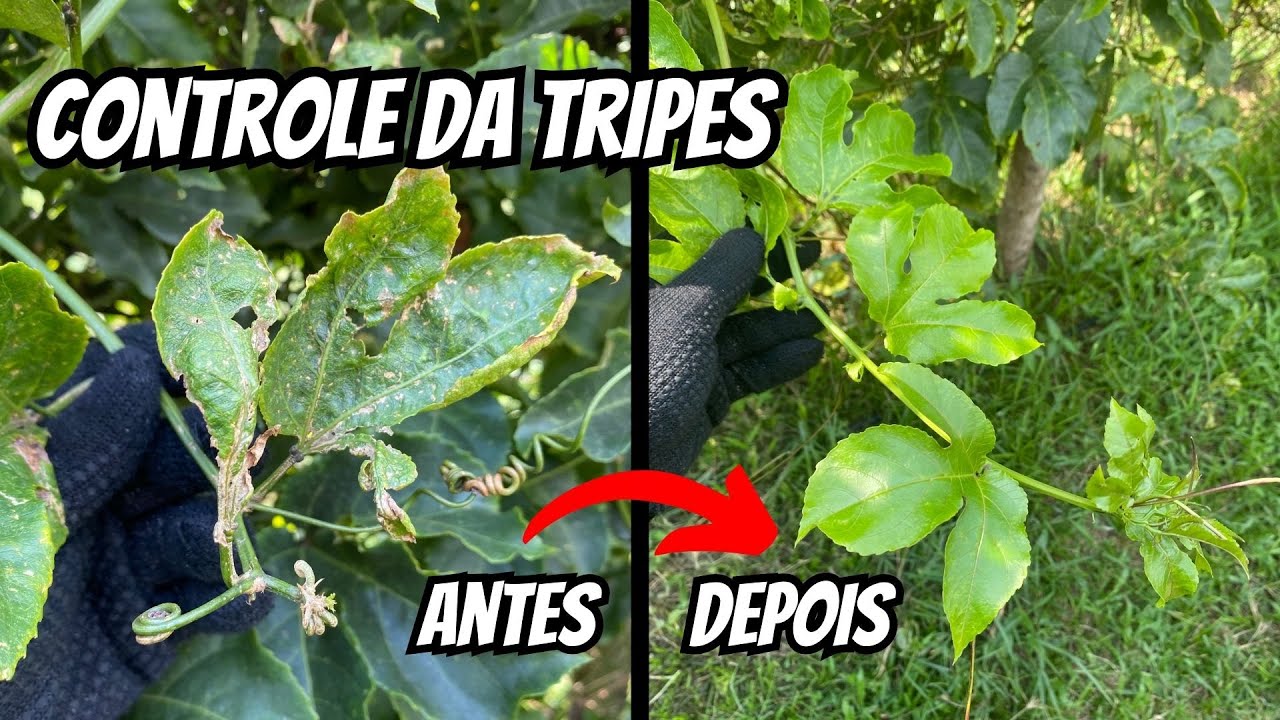 Como combater a tripes no maracujá - Guia completo
