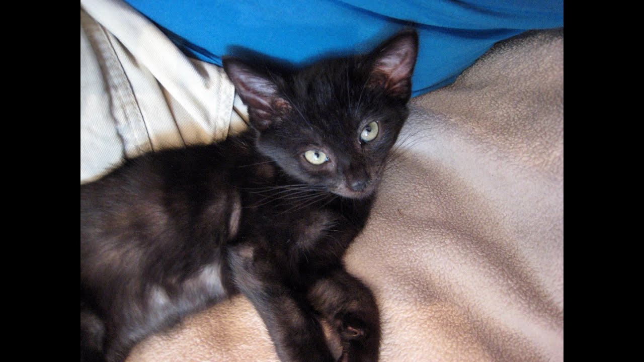 The Adorable 7 Foster Kittens - Blackberrie's Big Finish - Vlog #8