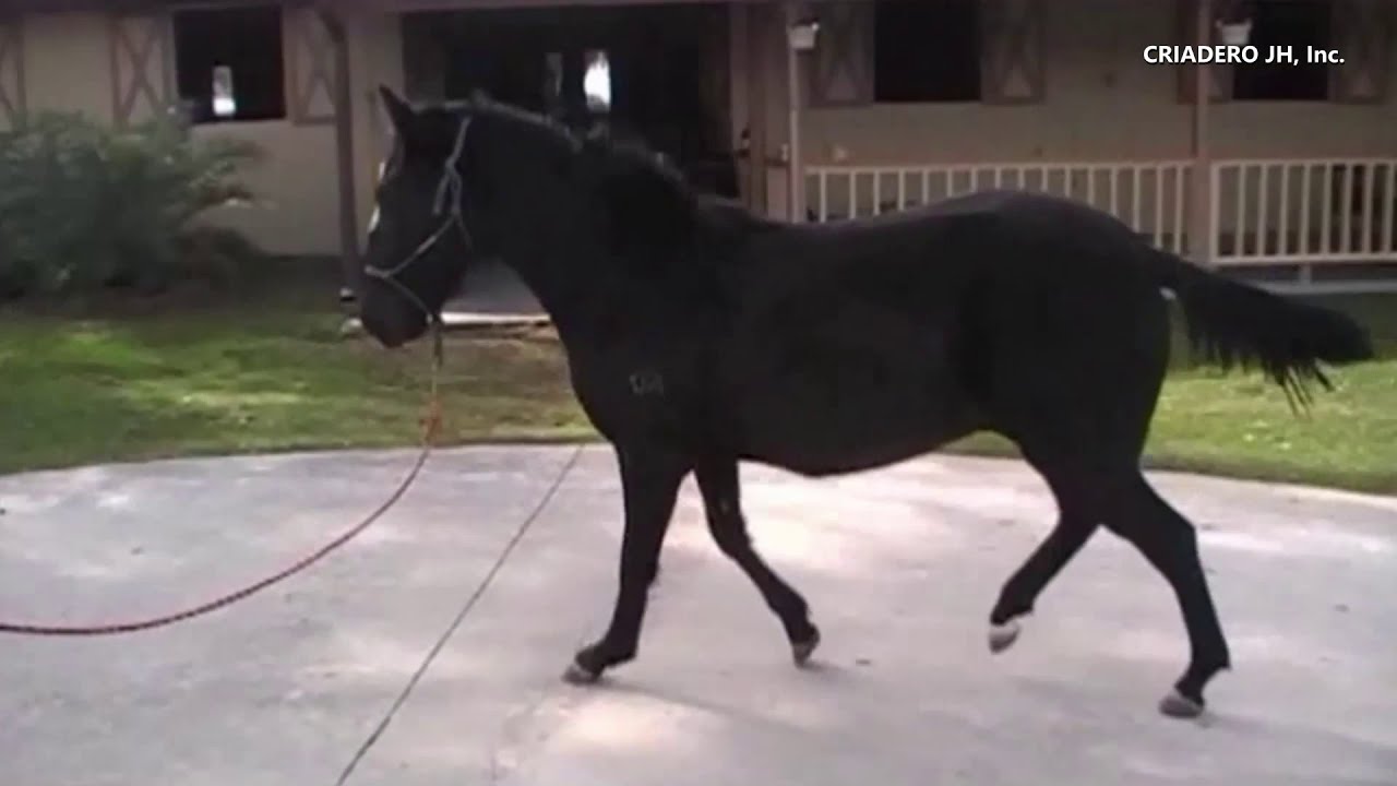 Emperadora de JH (Viejo)