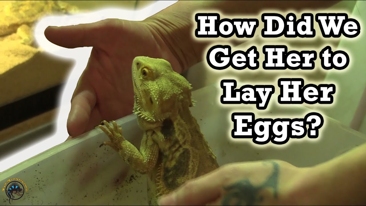 How Did We Get This STUBBORN Bearded Dragon to Lay Her Eggs? 🦎 - A Reptile Breeder's Life Hack!