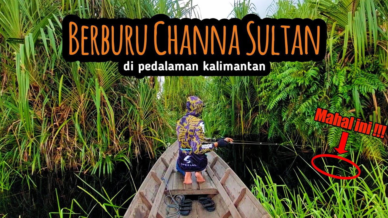 GAK RUGI JAUH2 KESINI‼️BERBURU IKAN CHANNA DI KALIMANTAN‼️SEBANGAU PALANGKARAYA