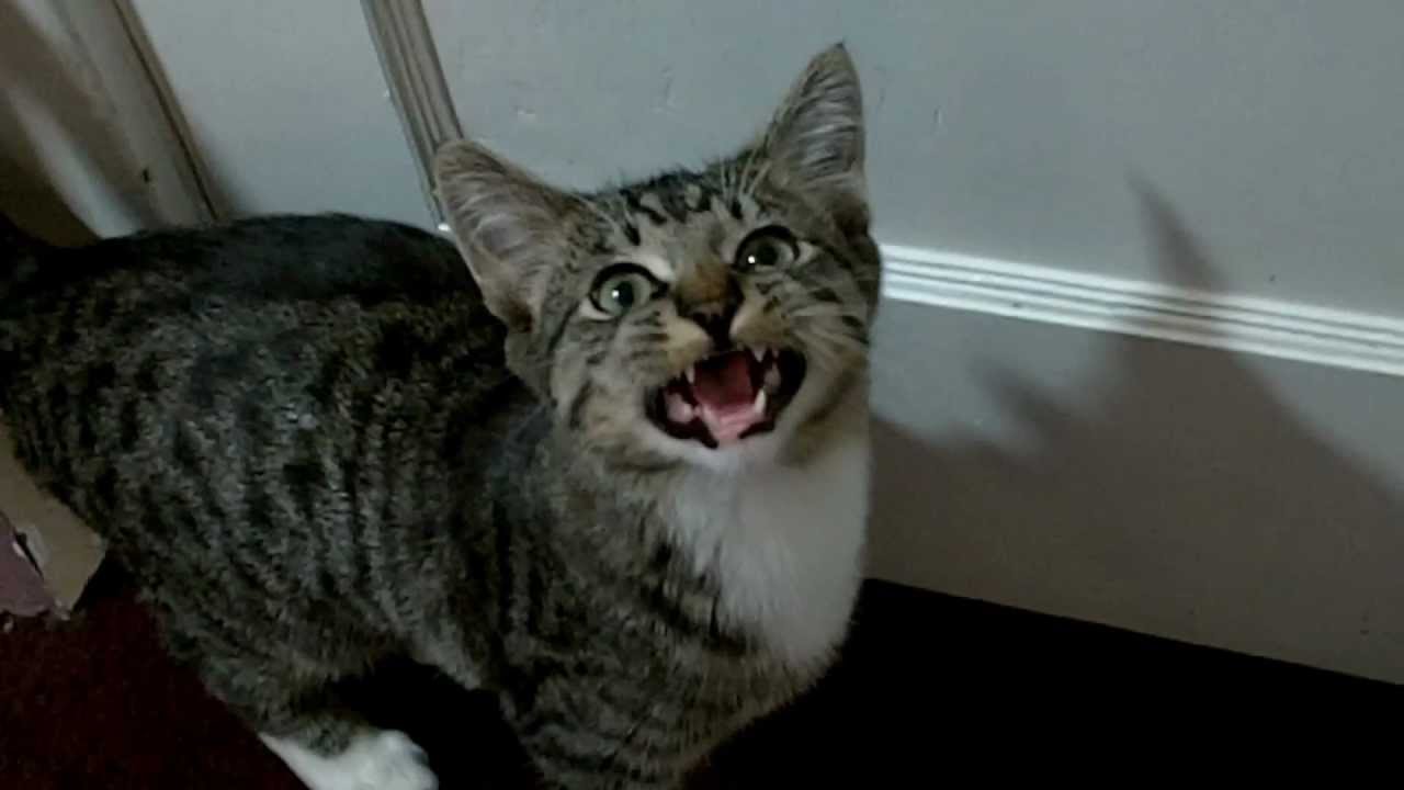 Cat Chat for Klaatu42