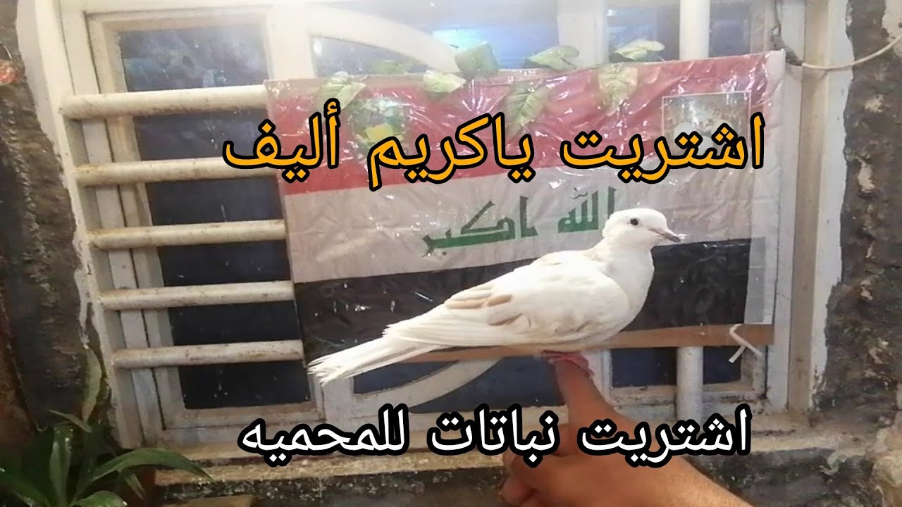 اشتريت حمام الياكريم وجبت نباتات للمحميه 😍 طريقه تزاوج وتأليف الياكريم