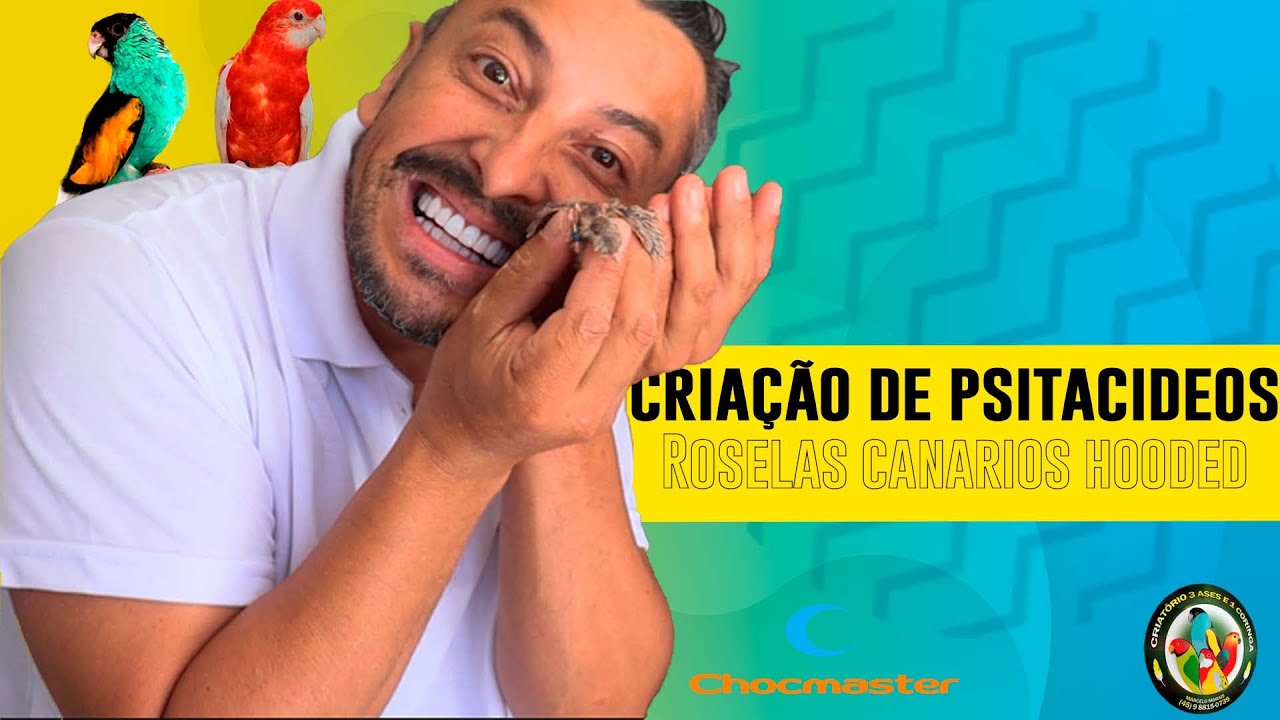 Criação de INCRÍVEIS CANÁRIOS, ROSELAS e RED RUMPED - Chocmaster Visita Criatório 3 Ases e 1 Coringa