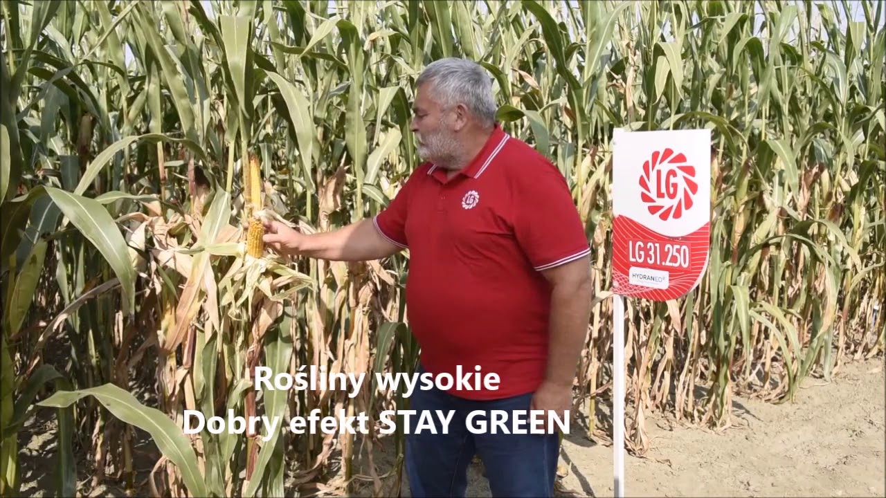 Kukurydza LG 31.250