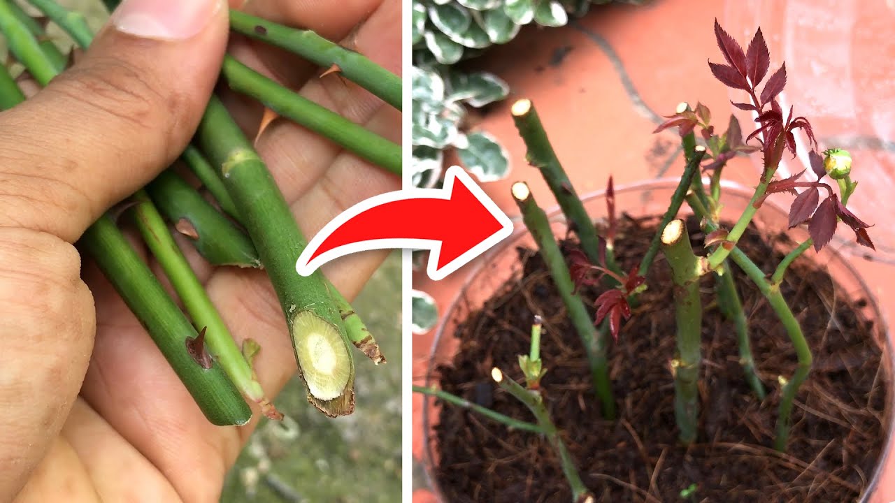 Как сажать РОЗЫ БЕЗ КОРНЕЙ! | 🌹 (ЕСЛИ ЭТО РАБОТАЕТ)