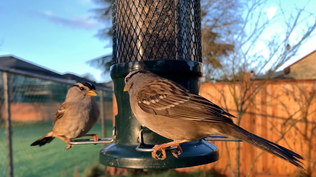Morning Backyard Birds: Sparrows’ Tiny Feeder Showdown 🐣🥰　#backyardbirds 