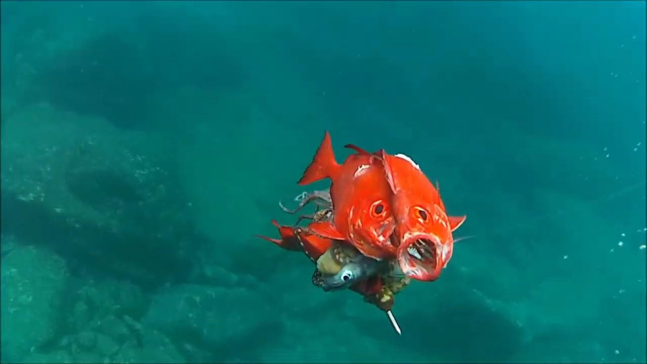 Spearfishing Pulau breueh Aceh
