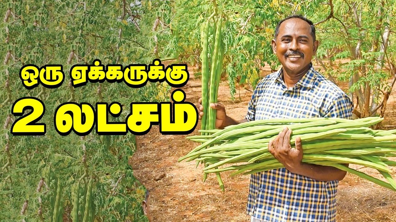 20 வருடங்கள் வருமானம் தரும் புதிய முருங்கை!