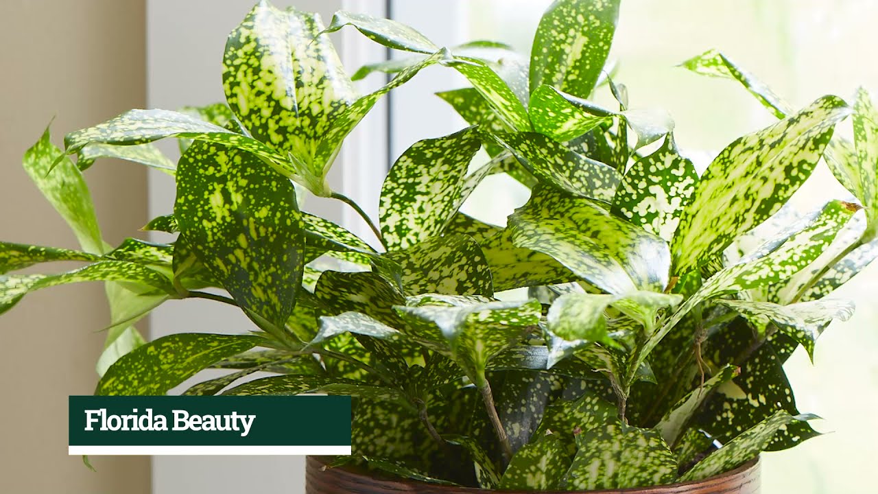 Genera Specific: Dracaena