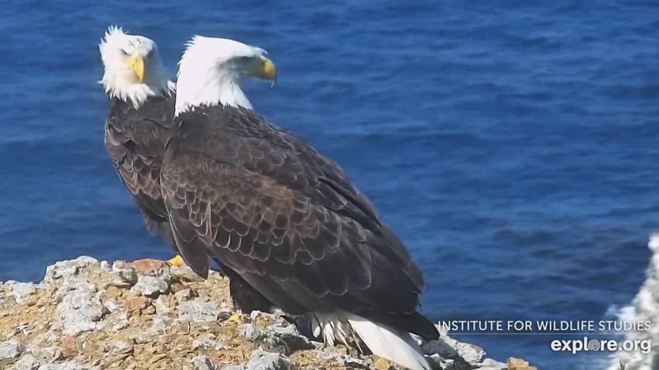 West End Eagles🦅Lee/D29 & Female Seem to Like Each Other👍As the West End Turns🌎 explore | 2026 Mar 2