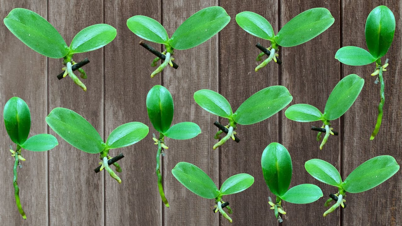 How to Propagate Orchid Cuttings: 100% Success Guaranteed