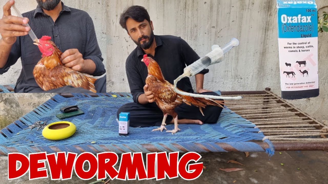 Birds Deworming At Home | Deworming My All Birds