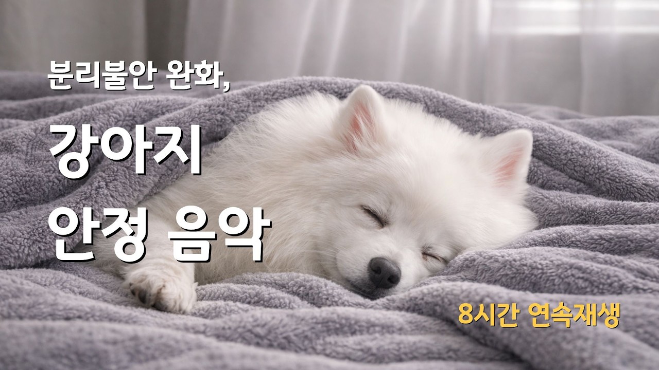 𝐏𝐥𝐚𝐲𝐥𝐢𝐬𝐭 분리불안에 효과 좋았던 '멍프피'의 심신안정 LP방 | 강아지 수면음악 8시간 [광고없음]