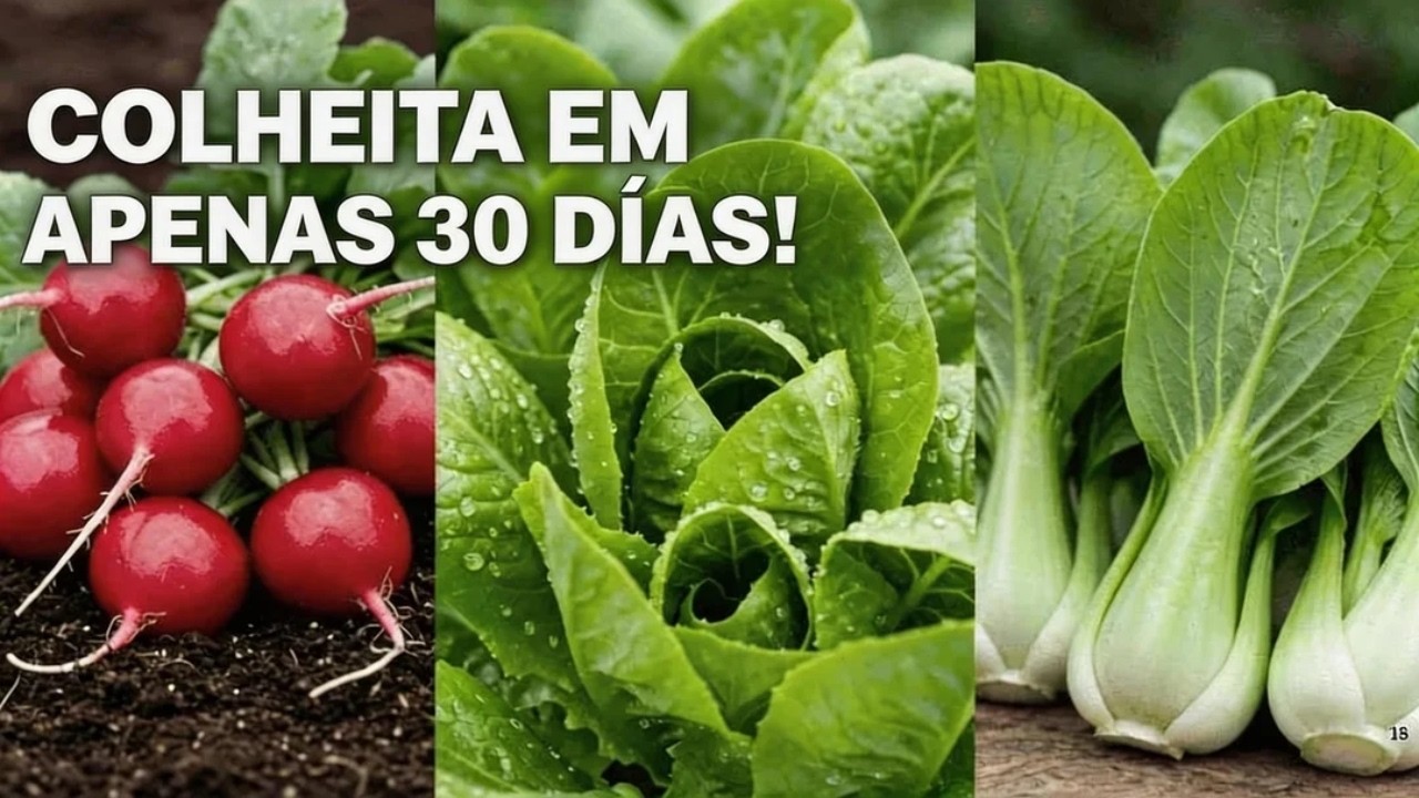 Cultive Esses 7 Vegetais Rápidos Agora e Colha em APENAS 30 Dias!
