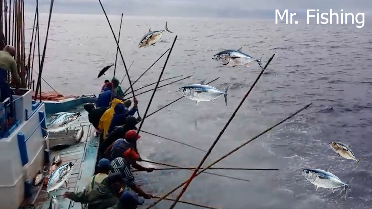 Discover Unique and Effective Tuna Fishing Methods - How Fishermen Catch Big Squid at Sea