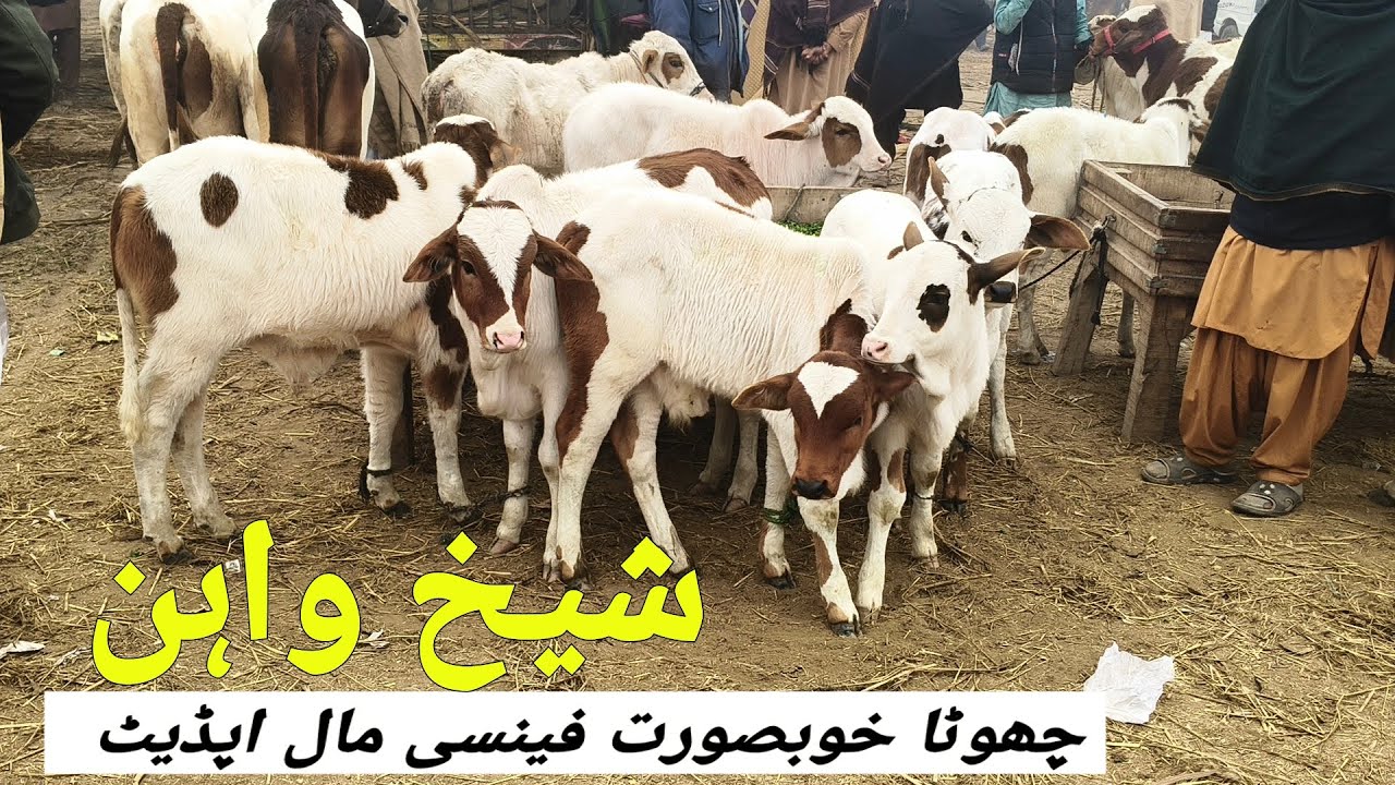 Choty Khubsorat Ghulabi Fancy Mall Ki Update Sheikhwan Mandi | 