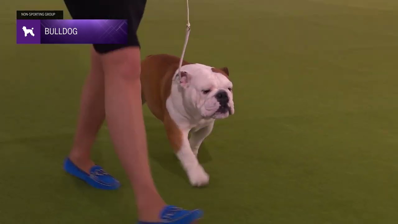 Bulldogs | Breed Judging 2024