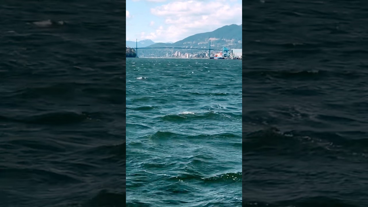 Floating Over Burrard Inlet | Coming in Wet to North Vancouver | 