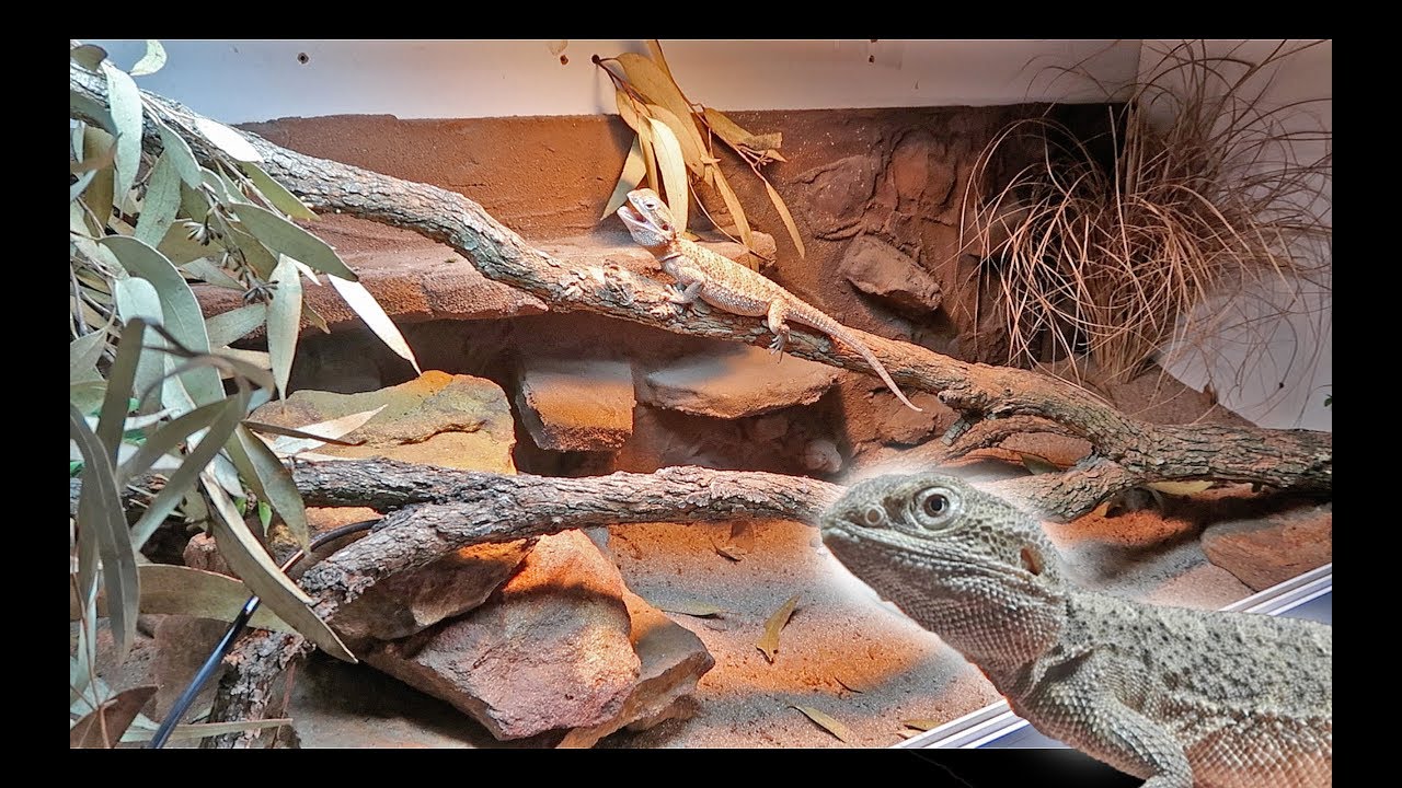 Naturalistic Bearded Dragon Setup!