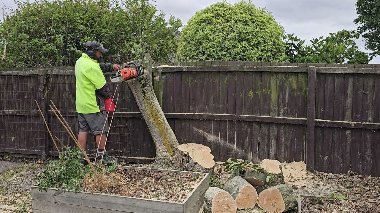 Удаление ОПАСНОГО ДЕРЕВА очень близко к ЗАБОРУ и гаражу
