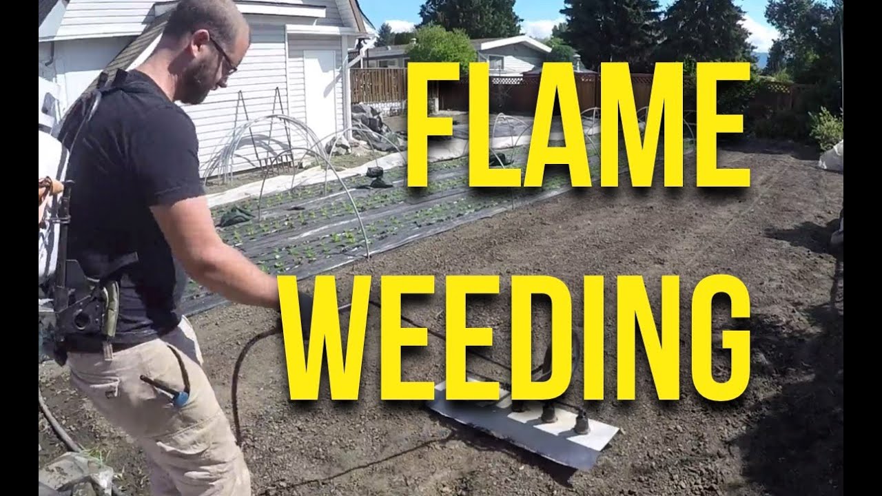The Explosive Rise of Flame Weeding for a Weed-Free Garden!